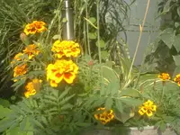 Tagetes 008.webp
