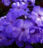 Blue_Morning.webp