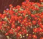 109_helianthemum_benheckla.webp