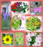 BLUMENMIX 8 Sorten.webp