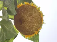 Sonnenblumenkopf.webp