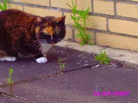Miezekatze 011.webp