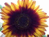 PIC_0009.webp