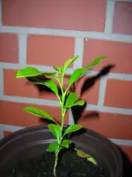 DSCN5002.webp