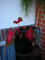 Caladium001.webp