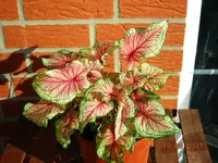 Caladium003.webp