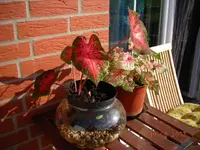 Caladium007.webp