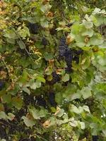 traube3.webp