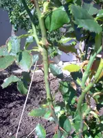 IM000227.webp
