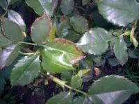 IM000222.1.webp