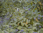 P92100200.gif