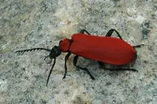 feuerkäfer.webp