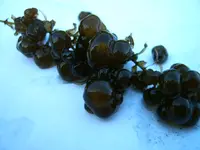 IMG00007.webp