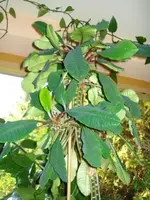DSC00010.webp