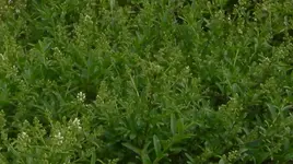 Hecke_1.webp
