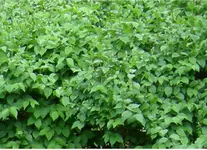 Hecke_2.webp
