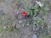 77060002.webp