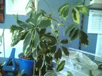 21092007(002).webp