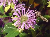 Monarda_didyma.webp