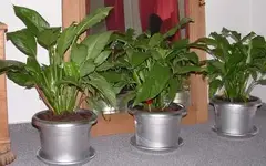 97101688_1615c7554d_o.webp