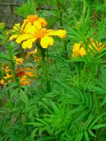 250907008.webp