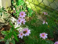 250907017.webp