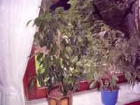 PIC_0002.webp