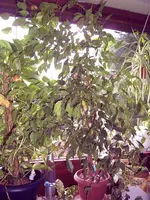 pic_0003.webp
