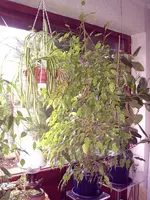 PIC_0004.webp