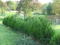 thuja3.webp
