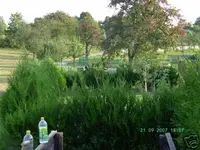 thuja4.webp