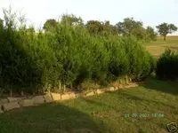 thuja1.webp