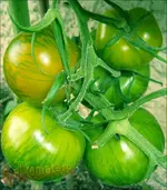 ©green zebra unreif am stock.JPG.webp