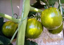 ©green zebra reif am stock.JPG.webp