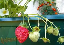 ©erbeeren im sept.webp