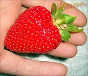 ©erdbeere ende september.webp