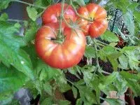 Tomaten_schlesische_Himbeere_200x150.webp