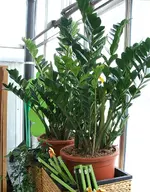 zamioculcas_zamiifolia_1.webp