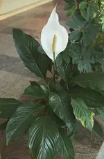 spatiphyllum_wallisii_1.webp