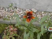 blume_unbekannt.webp