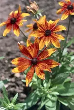 Rudbeckia hirta 'Rustic Dwarfs'.webp