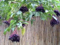 image001.webp
