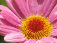 forumbbild.webp