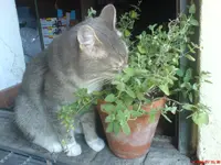 DSC00364.webp