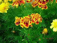 2TagetesOrangeRot.webp
