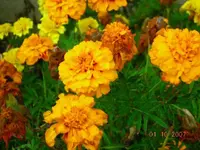 3TagetesOrange.webp