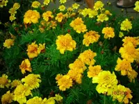 4TagetesOcker.webp