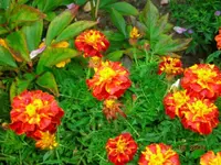 5TagetesRotOrange.webp