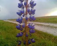 blüte.webp