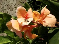 Canna blass bunt.webp